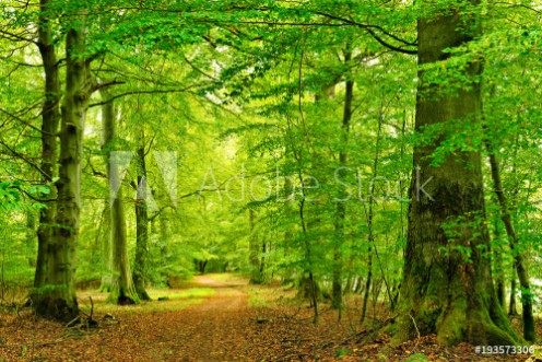 Picture of Wanderweg durch Naturnahen Buchenwald groe alte Bume Mritz-Nationalpark